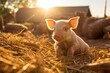 Young piglet on hay and straw at pig breeding farm. Generative AI