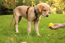 Woman Playing With Adorable Labrador Retriever Puppy On Green Grass In Park, Closeup