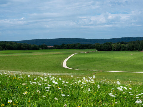 summer flowers in green jura countryside landscape in france