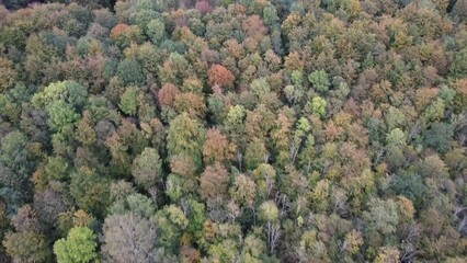 Wall Mural - autumn in the forest -top view