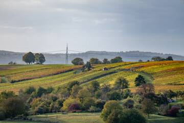 Wall Mural - Weinberge im Herbst