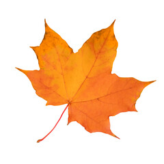 Canvas Print - Yellow maple leaf isolated on transparent background.
