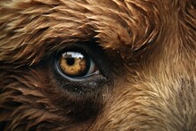 Profound Closeup Bear Eyes Animal. Zoo Predator. Generate Ai