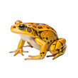 frog isolated on transparent or white background