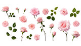 Fototapeta Niebo - A collection, set of bunch of pink roses with green leaves , transparent PNG