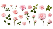 A Collection, Set Of Bunch Of Pink Roses With Green Leaves , Transparent PNG