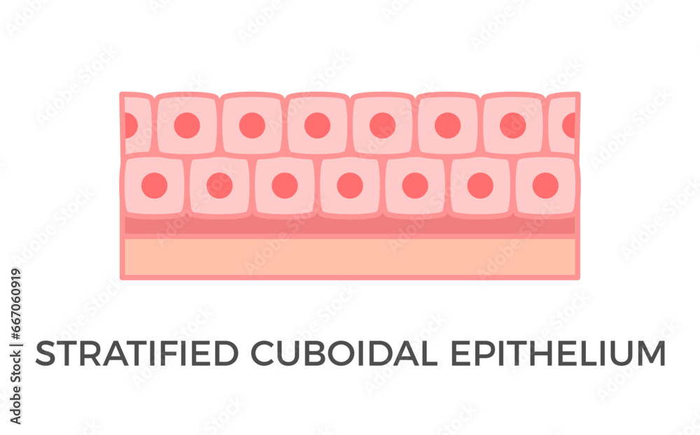 Stratified cuboidal epithelium. Epithelial tissue types. Multiple ...