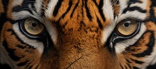 Tiger Closeup Portrait, Safari Shot. Bengal Tiger, Siberian Tiger (Panthera Tigris Altaica). Wild Cat. Wildlife Nature Concept