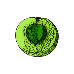 Sticker - green amla hand drawn. ingredient fresh, vegetarian amla, ripe herbal green amla vector sketch. isolated color illustration