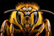 © Jonathan - macro image of a bee