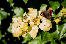Red Admiral Butterfly  And Honey Bee On Lush Foliage 4