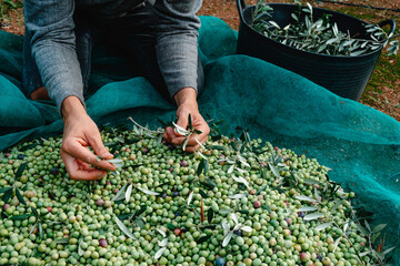 Wall Mural - removes some leaves from a pile of arbequina olives