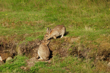 Wall Mural - two affectionate wild rabbits in summer. one rabbit is snuggling up to the other rabbit who seems to