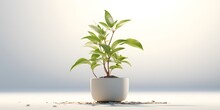 A Potted Plant On A Pure White Background With Nothing But Plants