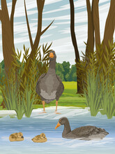 Gray Geese And Their Goslings Swim In A Lake Near The Shore. Summer Outside The City. Domestic And Farm Birds. Realistic Vector Landscape