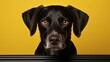 Amidst a sea of yellow, a sleek black dog with piercing brown eyes stands proud, its snout raised in a symbol of wild and untamed loyalty as it embraces its role as both animal and cherished pet
