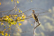 Cormorant sunbathing on a branch