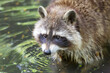 close up of raccoon in water