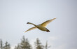 Swan in flight with backlight
