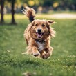 © MFHouse - Dog correndo no parque - 1