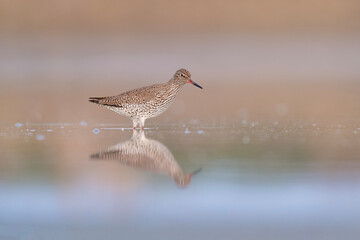 Wall Mural - Fine art portrait of redshank at sunrise (Tringa totanus)