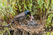 Common Grackle (Quiscalus Quiscula) Feeding A Chick In A Nest, La Mauricie National Park; Quebec, Canada