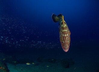 a brown fish of considerable size sails in the Atlantic Ocean with the immensity of the oceanic blue colour on the reef surrounded by the surrounding marine life.