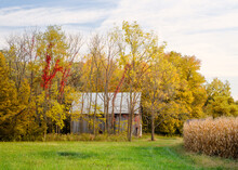 A Beautiful And Colorful Rural Scene With A Barn Tucked Behind Some Trees Showing Their Full Autumn Colors. There Is A Corn Field To The Right And A Green Grass Field In Front. Partly Cloudy Landscape