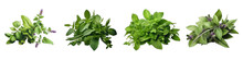Horehound  Herbs And Leaves Hyperrealistic Highly Detailed Isolated On Transparent Background Png File