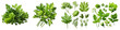 Lovage  Herbs And Leaves Hyperrealistic Highly Detailed Isolated On Transparent Background Png File