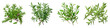  Summer Savory  Herbs And Leaves Hyperrealistic Highly Detailed Isolated On Transparent Background Png File