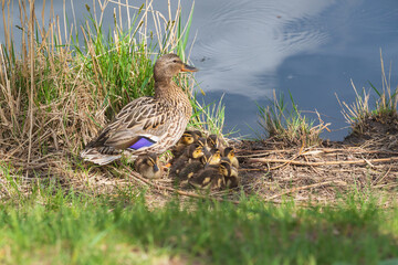 Wall Mural - The duck swims on the pond and there are small ducks around it. Photo of wild nature.