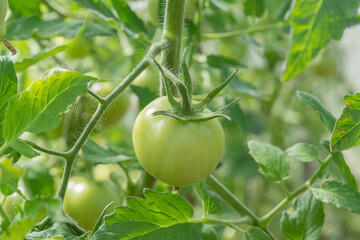 Wall Mural - Unripe green tomatoes grown in a greenhouse. Gardening and agriculture. High quality photo