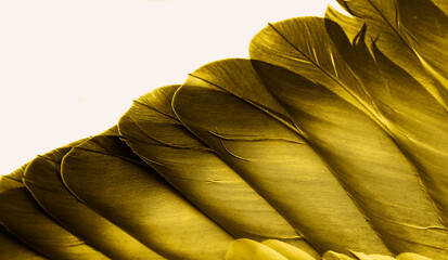 yellow feather pigeon macro photo. texture or background