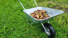 Colorful Freshly Picked Potatoes In A Wheelbarrow