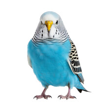 Blue Budgie Parrot. 