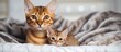 Golden bengal mother cat with small kitten on white blanket