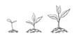 © Bulgakova Kristina - hand drawn sketch of tree planting. Seeds sprout in the ground. Seedlings of a garden plant. Sprouts, plants, trees.