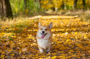 Canvas Print - corgi on an autumn walk