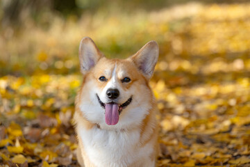 Sticker - corgi on an autumn walk