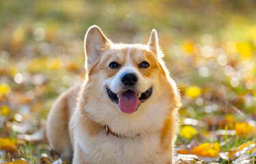 Canvas Print - corgi on an autumn walk