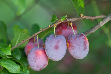 Poster - plums on a tree branch in summer