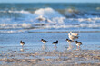 Oyster catchers at the beach