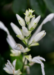 Wall Mural - The white flower of the plant Whitfieldia elongata