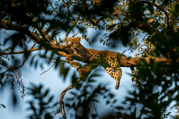 Wall Mural - wild male leopard or panther or panthera pardus fusca with eye contact resting on natural green tree branch and blue sky background at dhikala of jim corbett national park forest uttarakhand india