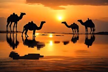Silhouette Of Camel In Desert With Sunset Background