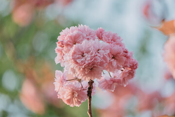 Wall Mural - pink flowers of blooming sakura closeup.