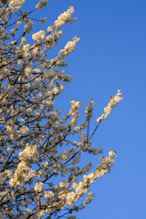 Wall Mural - branches of blossoming cherry white flowers on blue sky background, close-up.