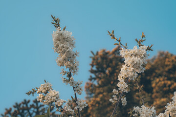 Wall Mural - close up of white cherry blossom in spring.