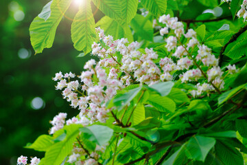 Wall Mural - aesculus hippocastanum flowering of a horse chestnut in spring.